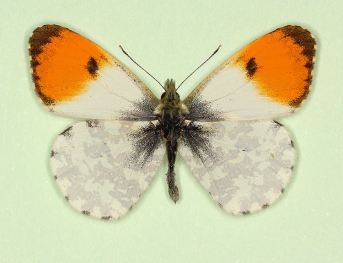 crassipuncta Orange-tip (Anthocharis cardamines)