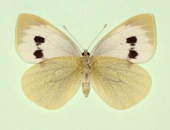 infra-fasciata Large White (Pieris brassicae)