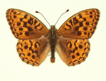 suffusa High Brown Fritillary (Argynnis adippe)