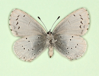 nov Holly Blue (Celastrina argiolus)