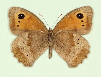 apicoextensa + addenda Meadow Brown (Maniola jurtina)