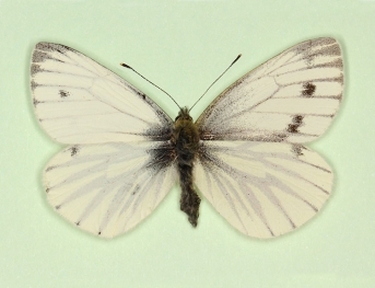 Bilateral gynandromorph Green-veined White (Pieris napi)
