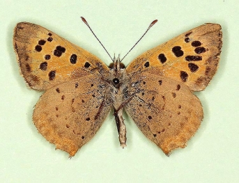 antisinustransiens Small Copper (Lycaena phlaeas)