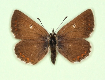 garetti-semi-allous Northern Brown Argus (Aricia Artaxerxes)