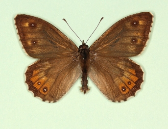 ab. nov Grayling (Hipparchia semele)