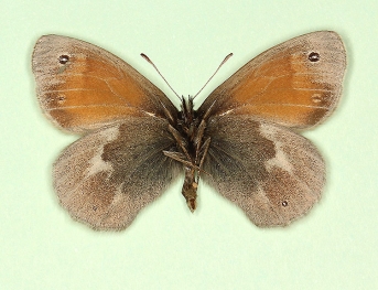 ab. nov Large heath (Coenonympha tullia)