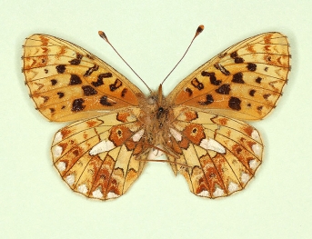 ab. nov Pearl-bordered Fritillary (Boloria euphrosyne)
