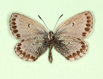 caeca + furvescens Silver-studded Blue (Plebejus argus)