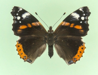 merrifieldi Red Admiral (Vanessa atalanta)