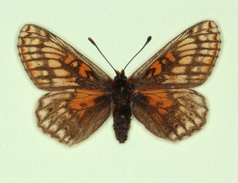 trans melanoleuca Marsh Fritillary (Euphydryas aurinia)