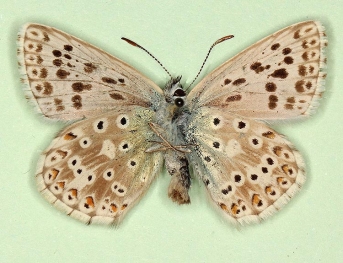 bilineata Chalkhill Blue (Polyommatus (Lysandra) coridon)