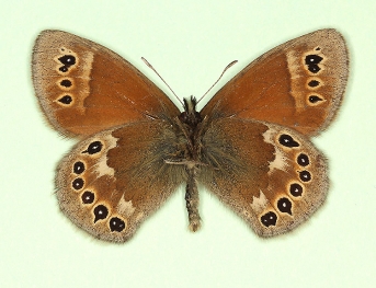 Large heath (Coenonympha tullia)