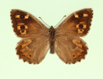 tripuncta Grayling (Hipparchia semele)