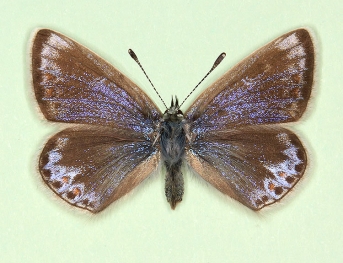 nov Common Blue (Polyommatus (Lysandra) icarus)