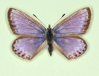 caerulea + alboulata Common Blue (Polyommatus (Lysandra) icarus)