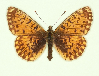 semicadmeis Small Pearl-bordered Fritillary (Boloria selene)