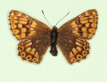 gracilans Duke of Burgundy (Hamearis lucina)