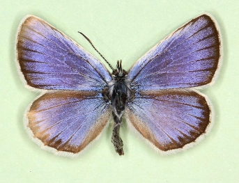 pathological Silver-studded Blue (Plebejus argus)