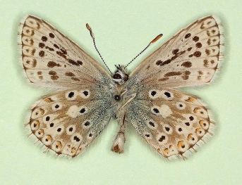 anticentrijuncta Chalkhill Blue (Polyommatus (Lysandra) coridon)
