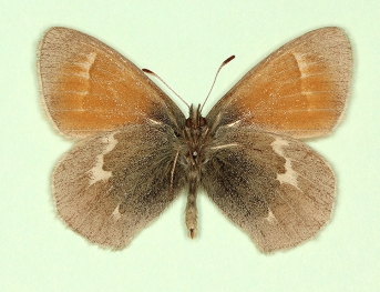obsoleta Large heath (Coenonympha tullia)