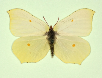 ab. nov Brimstone (Gonepteryx rhamni)