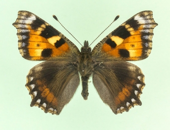 ab. nov Small Tortoiseshell (Aglais urticae)