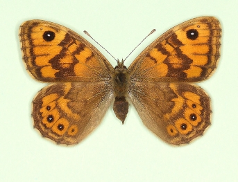 trans ab. medeolugens Wall (Lassiommata megaera)