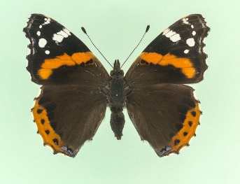 turcica Red Admiral (Vanessa atalanta)