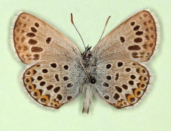 discoelongata Silver-studded Blue (Plebejus argus)