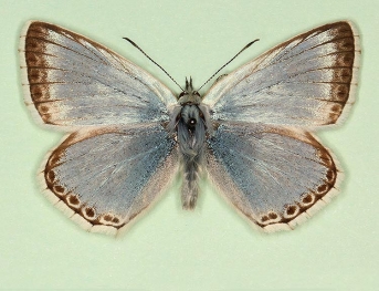 ultraalbesco Chalkhill Blue (Polyommatus (Lysandra) coridon)