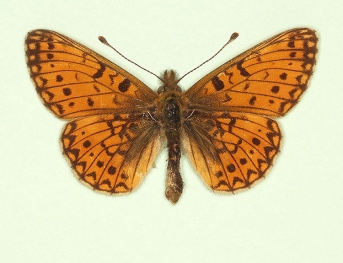extenuata Small Pearl-bordered Fritillary (Boloria selene)
