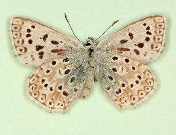basielongata Chalkhill Blue (Polyommatus (Lysandra) coridon)