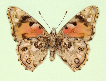 to name Painted Lady (Vanessa cardui)