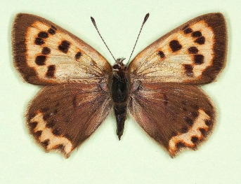 scale defect Small Copper (Lycaena phlaeas)