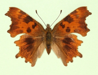 sagitta-album Comma (Polygonia c-album)