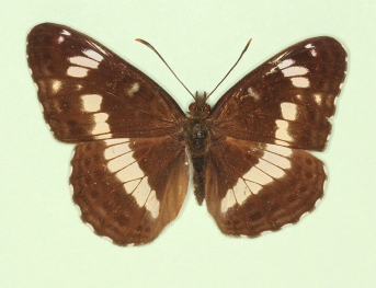 asymmetrical White Admiral (Limenitis camilla)