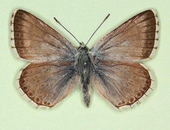 plumbescens Chalkhill Blue (Polyommatus (Lysandra) coridon)