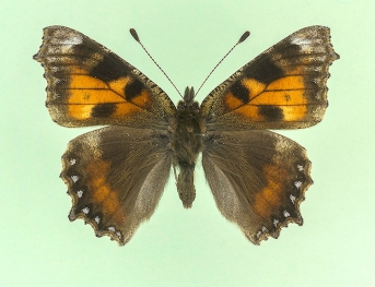seminigra Small Tortoiseshell (Aglais urticae)