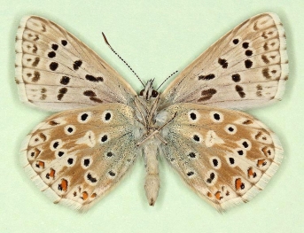 vi-nigrum Chalkhill Blue (Polyommatus (Lysandra) coridon)