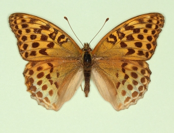 nov Silver-washed Fritillary (Argynnis paphia)
