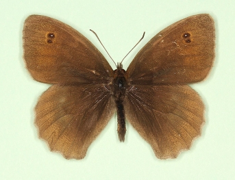 biocellata Meadow Brown (Maniola jurtina)