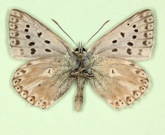 ultralunacuspidus + postcaeca Chalkhill Blue (Polyommatus (Lysandra) coridon)