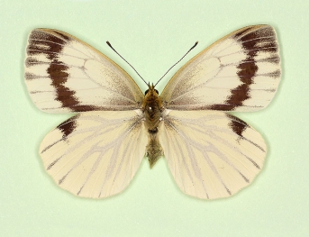 interjuncta Green-veined White (Pieris napi)