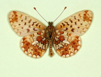ab. nov Pearl-bordered Fritillary (Boloria euphrosyne)