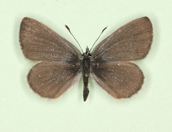 Small Blue (Cupido minimus)