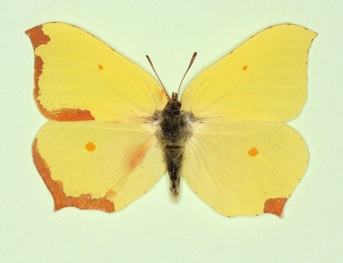 trans ab. gerardi Brimstone (Gonepteryx rhamni)