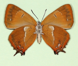 unistrigata Brown Hairstreak (Thecla betulae)