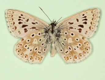 antidiscoelongata Chalkhill Blue (Polyommatus (Lysandra) coridon)