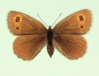 purpurea Scotch Argus (Erebia aethiops)