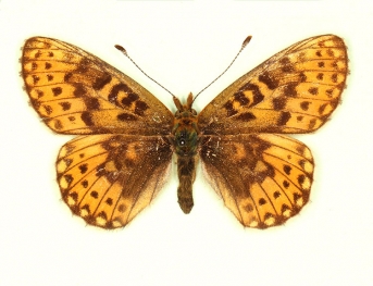 ab.nov Pearl-bordered Fritillary (Boloria euphrosyne)